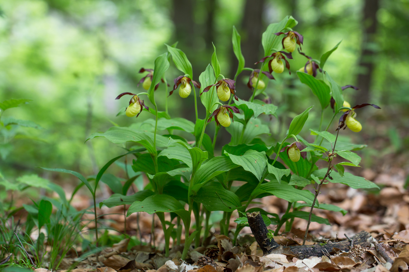 Augenblicke von Bernd Flicker Gelber Frauenschuh (Cypripedium calceolus)