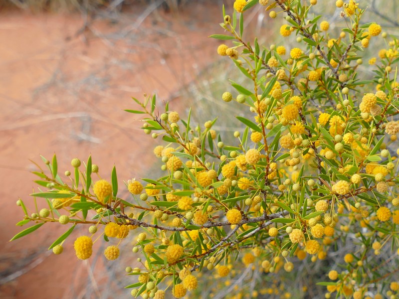 Ian Fraser, talking naturally The Great Sandy Desert 4, shrubs