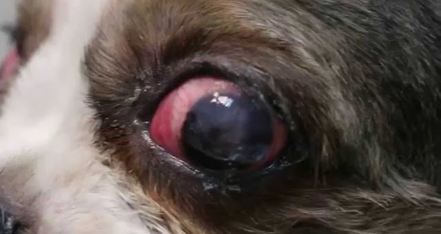 Shih tzu com olho vermelho – CUIDADO