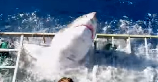 Tubarão-branco invade jaula - e tinha um mergulhador preso lá dentro -  Img 1