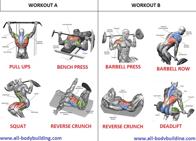 Looking For A Beginner Muscle Building Workout Routine Multiple Fitness
