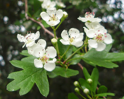 Estepa (Cistus creticus) flor silvestre rosa