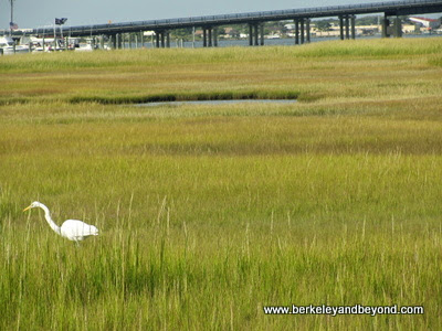 egret spotted on Skimmer Salt Marsh Safari in Cape May, New Jersey