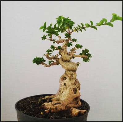 Cara merawat dan Mengembangbiakkan Bonsai Sancang