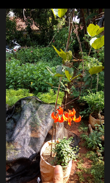 tanaman flame of irian