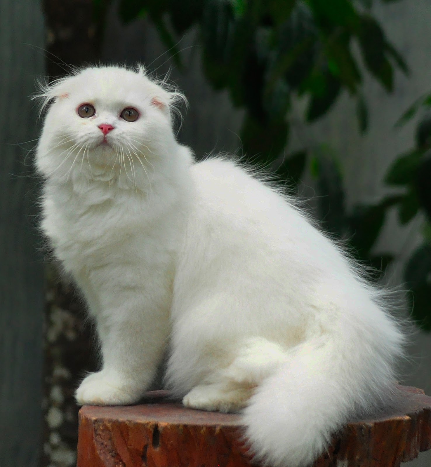 Foto Kucing Long Hair Lengkap