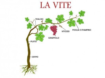 La potatura della vite: come e quando effettuarla, le tecniche