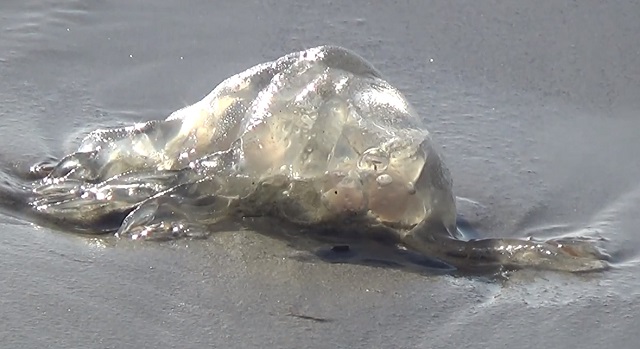 Box Jellyfish In Cocoa Beach, Florida
