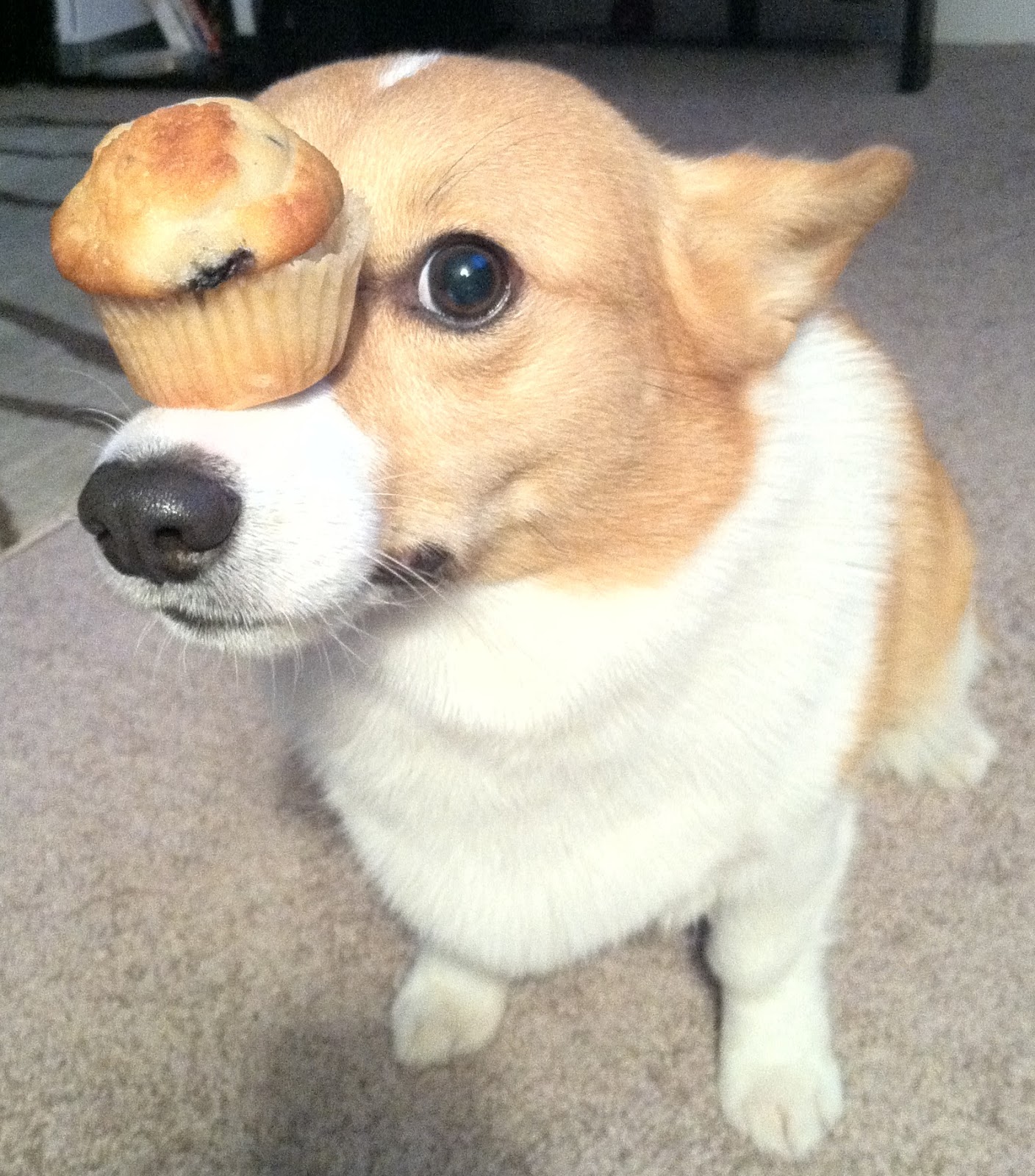 Random & Variable Muffins on Dog