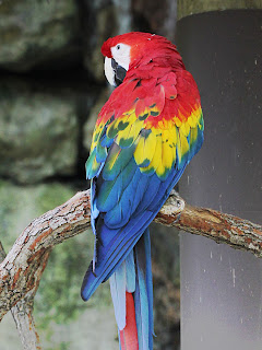 Macaw + Grayscale; Mode Dodge; Opacity 50% Macaw + Grayscale; Mode Dodge; Opacity 50%