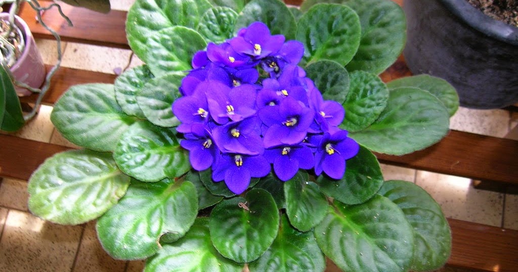 Emotion Plantes Violette du Cap, Violette d'Usambara, Saintpaulia ionantha