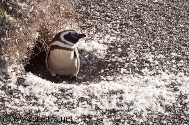 las plumas de los pingüinos por se encuentran por toda la pingüinera las plumas de los pingüinos por se encuentran por toda la pingüinera