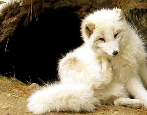 Animals Unique: Arctic Fox Unique