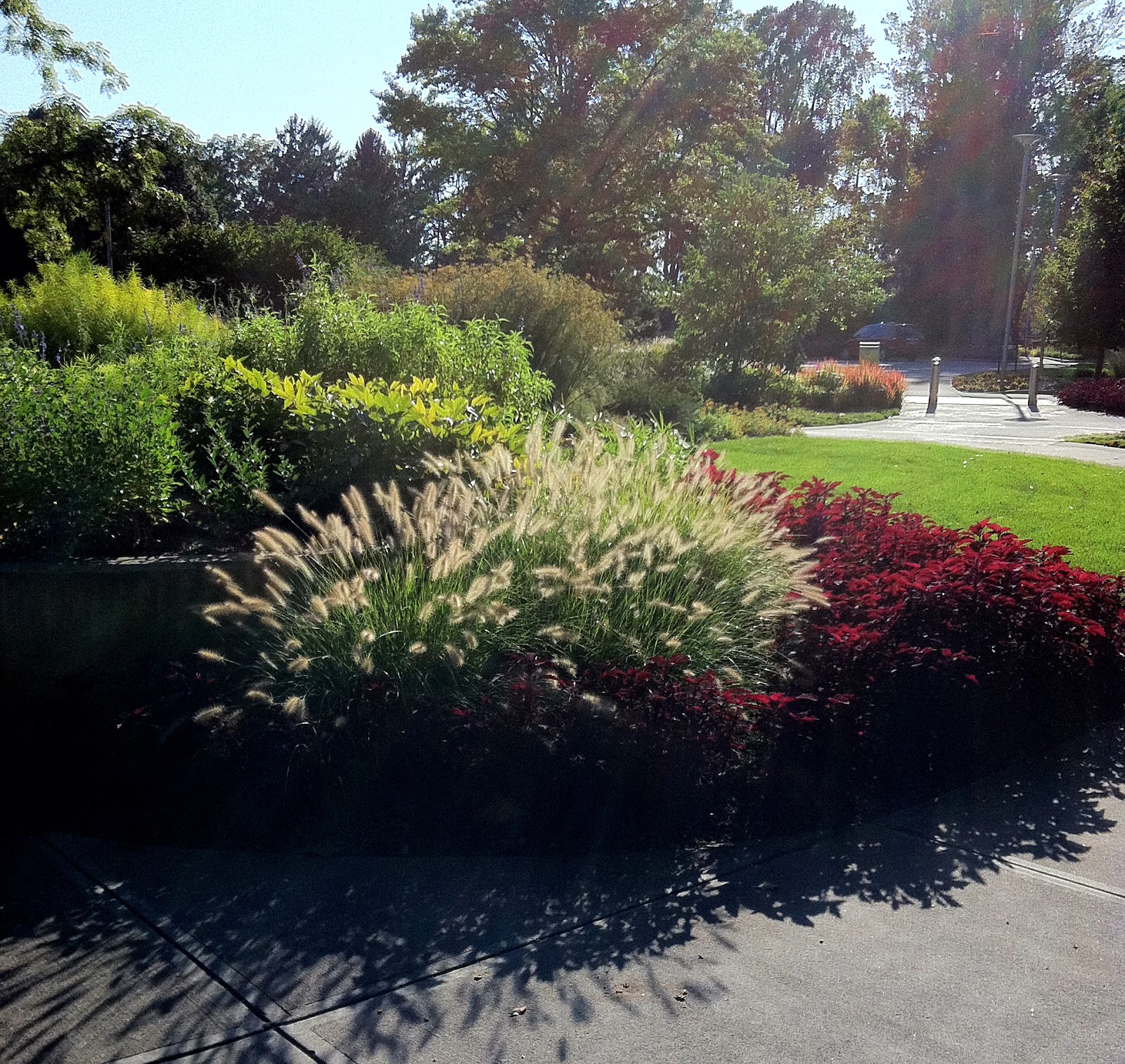 Crabapple LandscapExperts 10 Top Landscape Uses for Ornamental Grasses