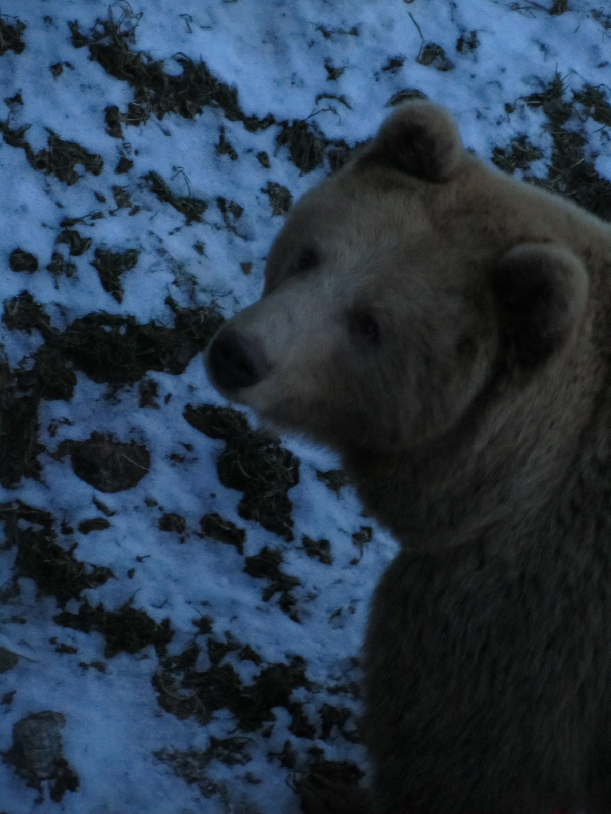 Claartje & Douglas: Hugging wolves in the Polar Zoo