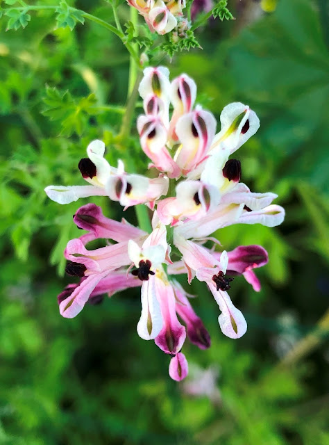 Fumária (Erva-Moleirinha) - Flores Silvestres 