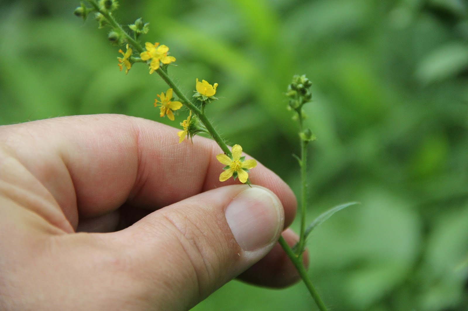 Isabella Conservation District Environmental Education Program