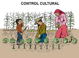 Resultado de imagen para CONTROL CULTURAL