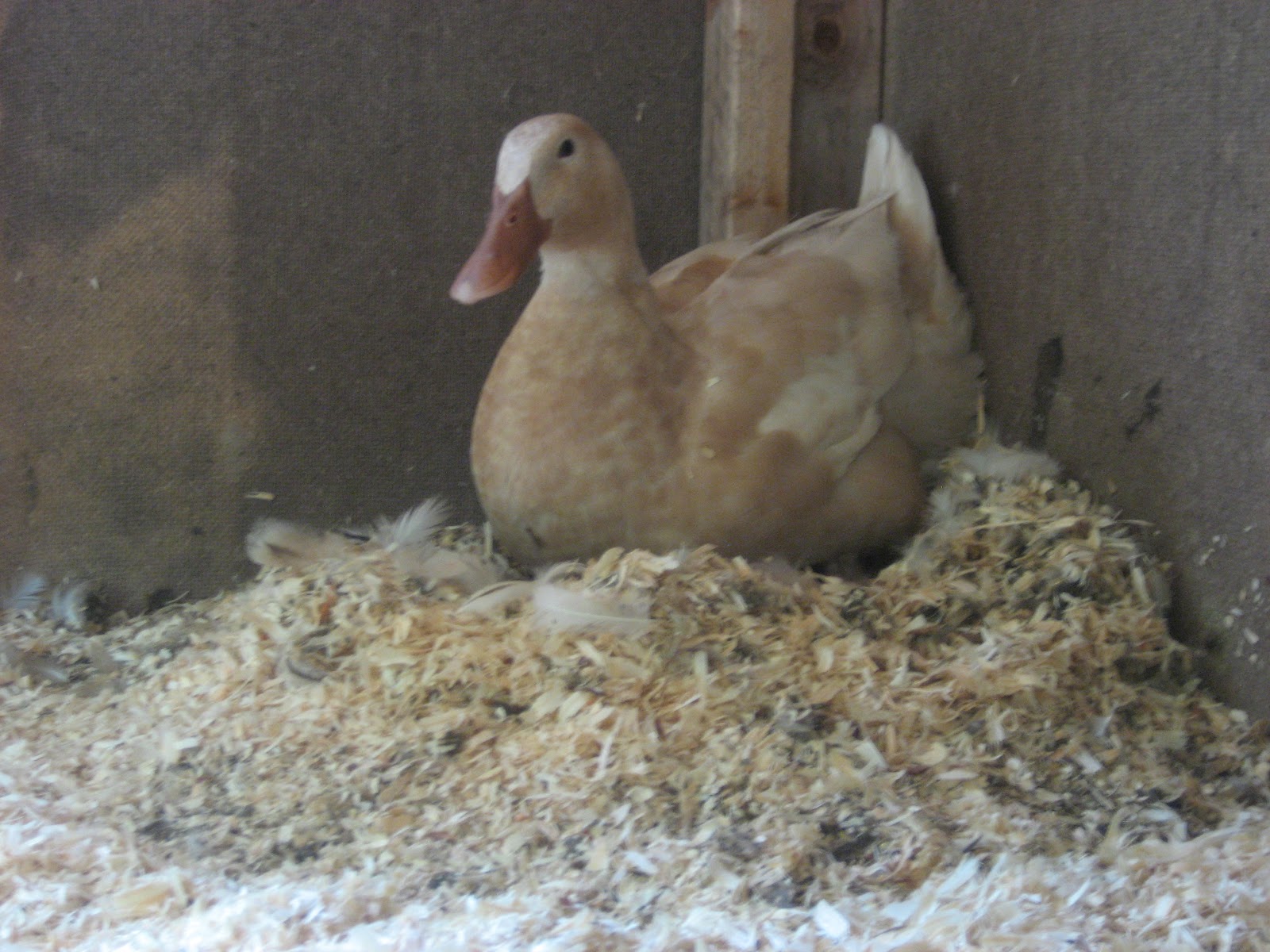 Chicken Scratch Sitting Ducks