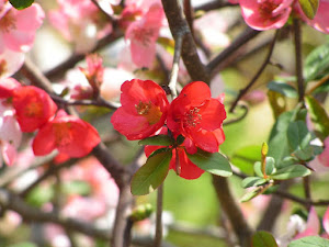 東金レイクサイドヒル　中古住宅で田舎暮らしBlogの花