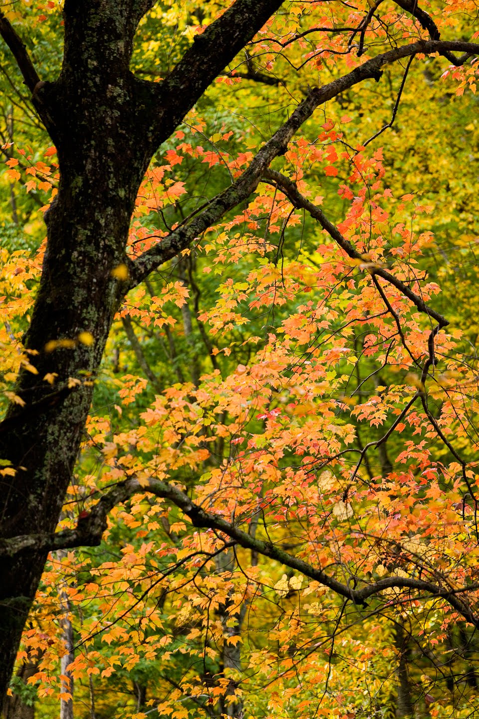 Sharing the Experience Fall Color Report Great Smoky Mountains