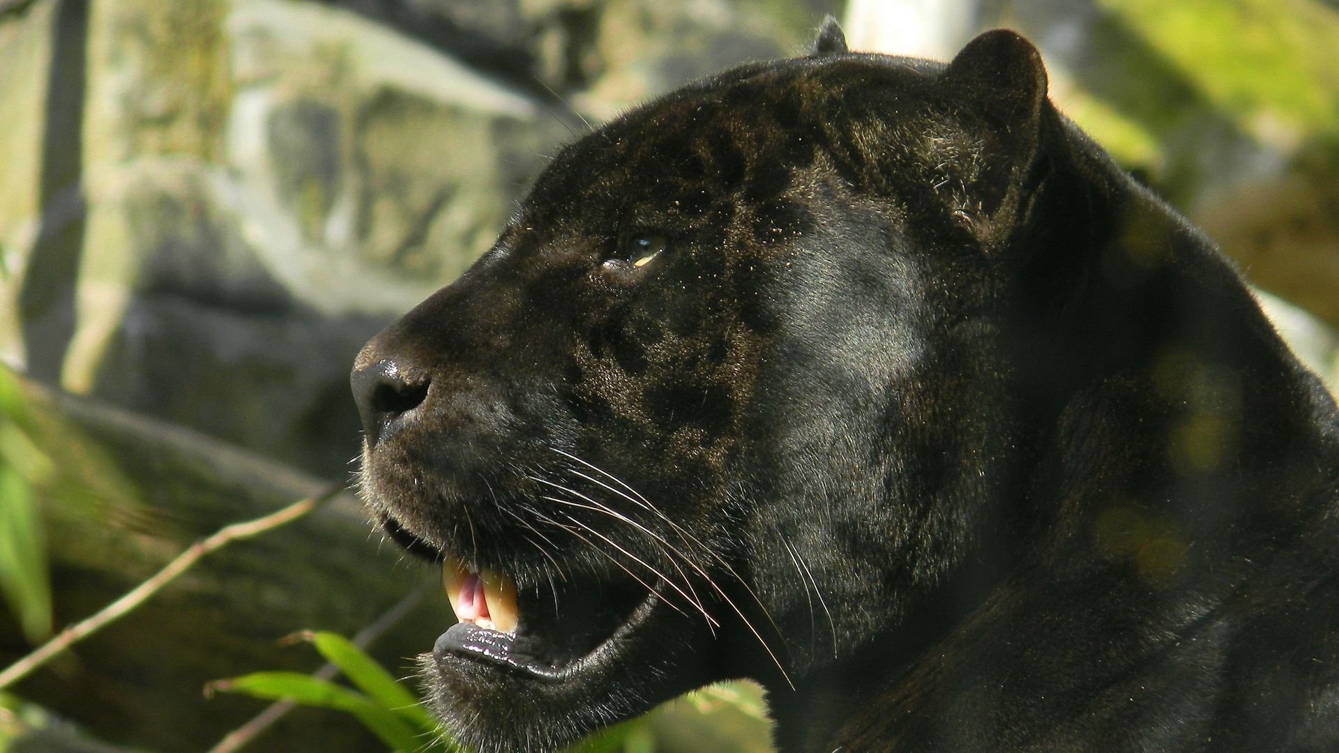 Panther | Full HD Desktop Wallpapers 1080p