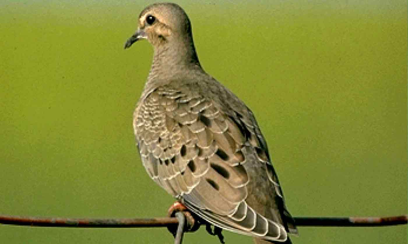North Texas Dove Season 2024 Cari Marsha
