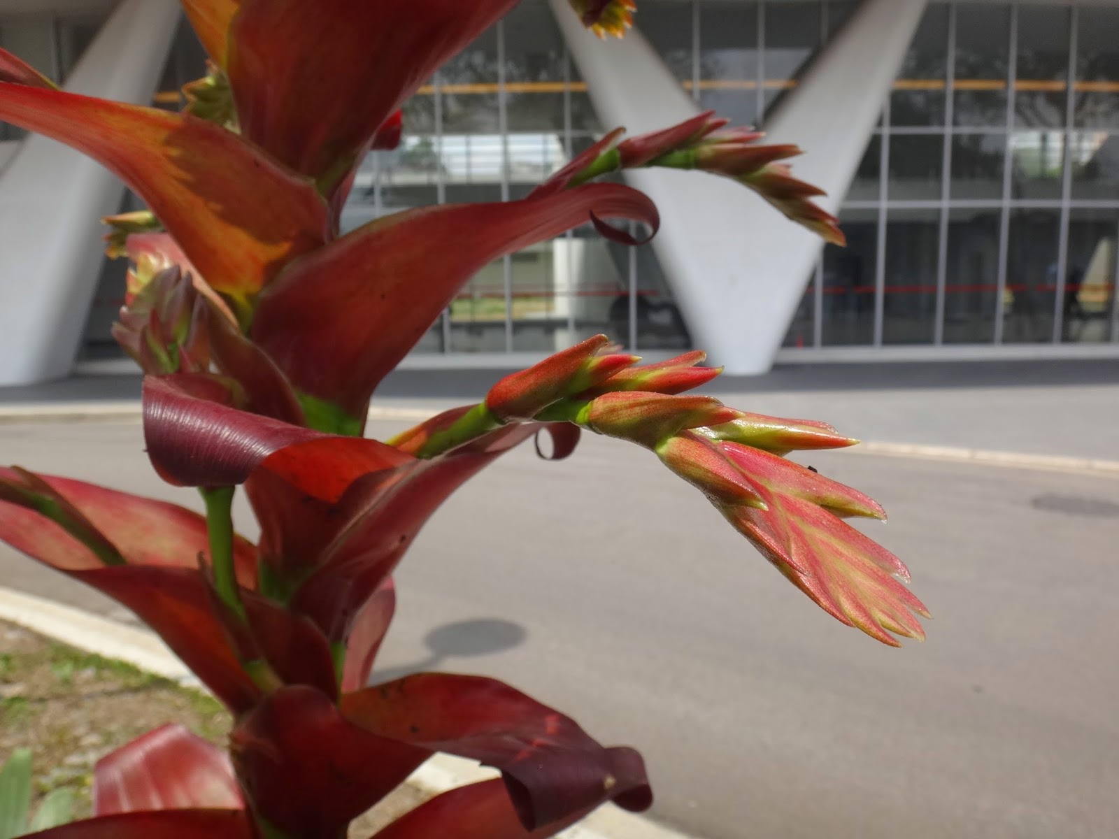 Uma flor por dia: Bromélia Imperial