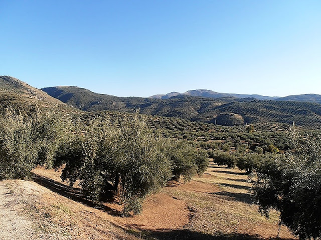 Olive Groves, Sierra Sur de Jaén