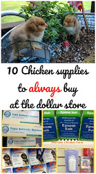 dollar chicken supplies chickens backyard coop muranochickenfarm poultry farm breed egg
