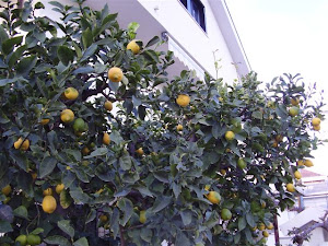 I limoni del B&B