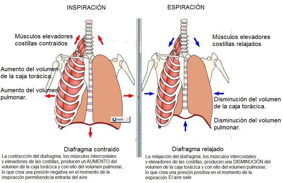 Movimiento de las costillas durante la inspiracion