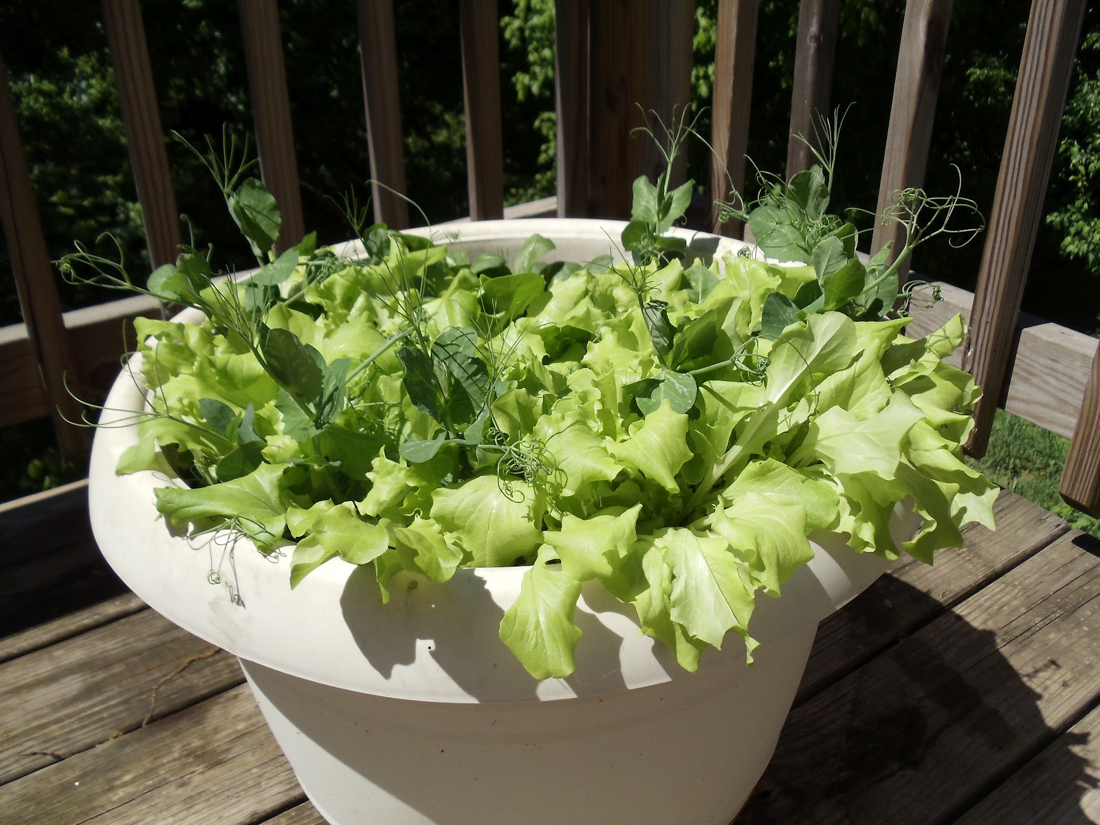 Pearl Cabin Container Salad Garden