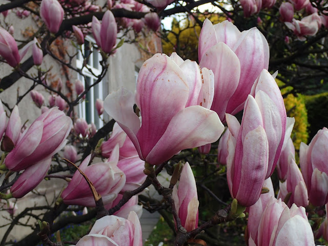 Cieszyńskie magnolie na szlaku magnoliowym