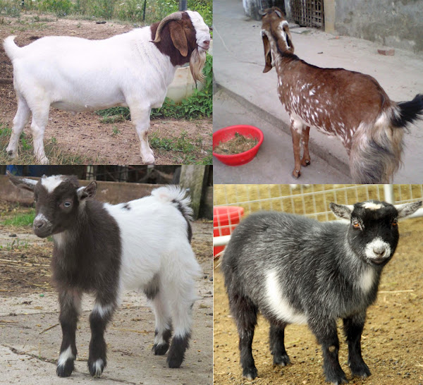 pros and cons of goat farming, advantages and disadvantages of goat farming