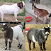 Different Types of Goats