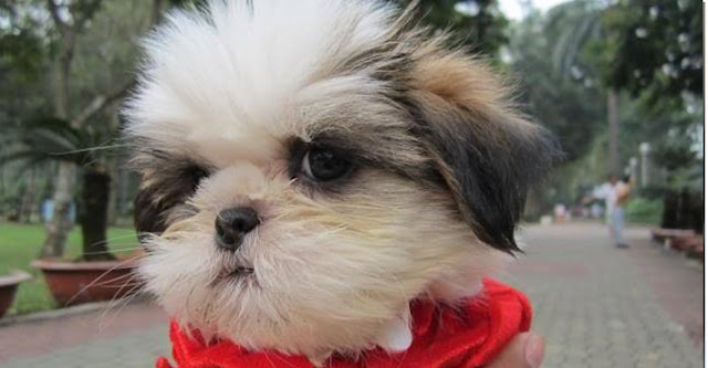 É possível o SHIH TZU sentir raiva ou indiferença pelo seu Dono?