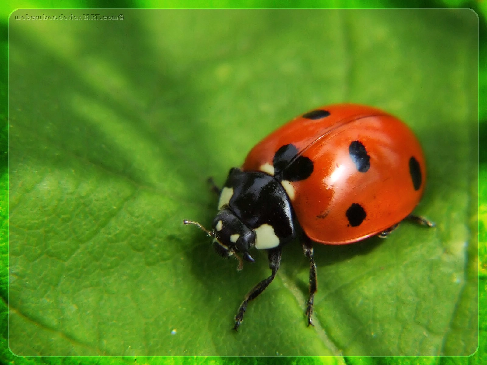 Terceiro ano B: JARDIM, UM MUNDO PARA ANIMAIS PEQUENOS