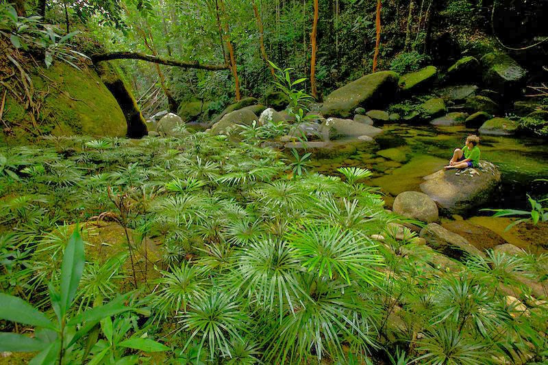 Wisata Indonesia dan Dunia Taman Nasional Gunung Palung
