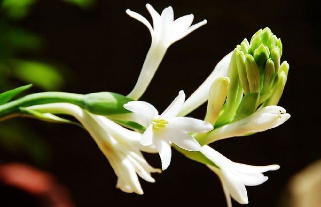 Flora Dan Fauna Dunia Bunga Sedap Malam