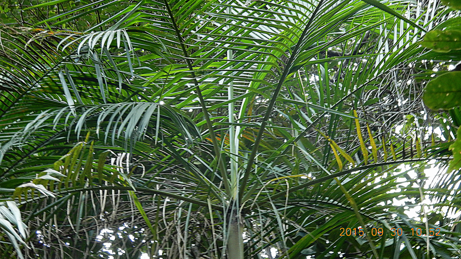 Euterpe edulis «palmito» - Id Plantae