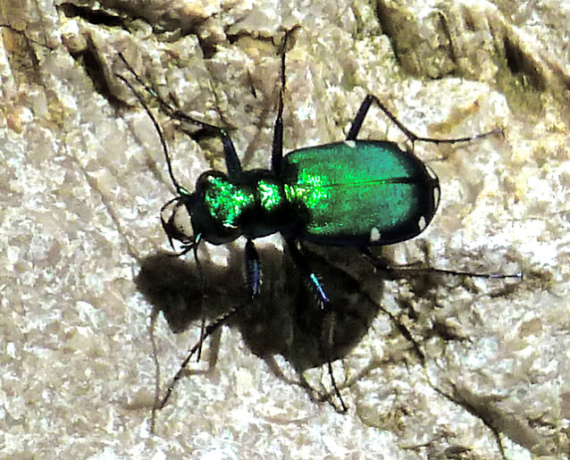 Springfield Plateau Sixspotted Tiger Beetle