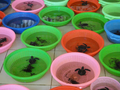 Baby Turtles in Tanjong Benoa Bali