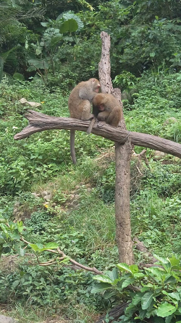 【台中旅遊景點推薦】大坑郭叔叔獼猴生態園區 【台中旅遊景點推薦】大坑郭叔叔獼猴生態園區