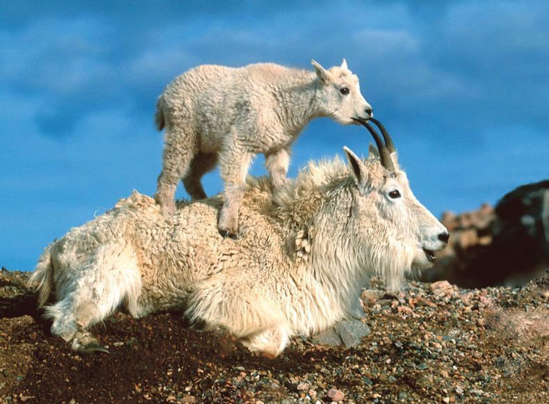 Mountain Goats Animal Facts And Information | All Wildlife ... Mountain Goats Animal Facts And Information | All Wildlife ...