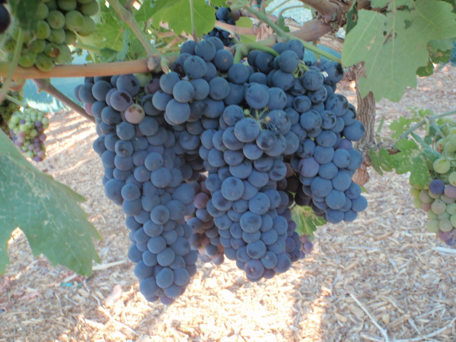 Xtremehorticulture of the Desert Stay With Hot Weather Wine Grapes in