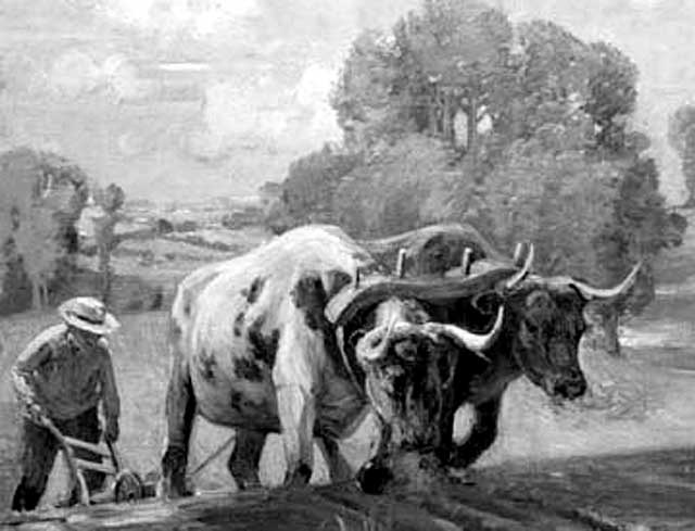 повозка с быками. тягловая корова. использование волов. ярмо для быка. ярмо для волов.