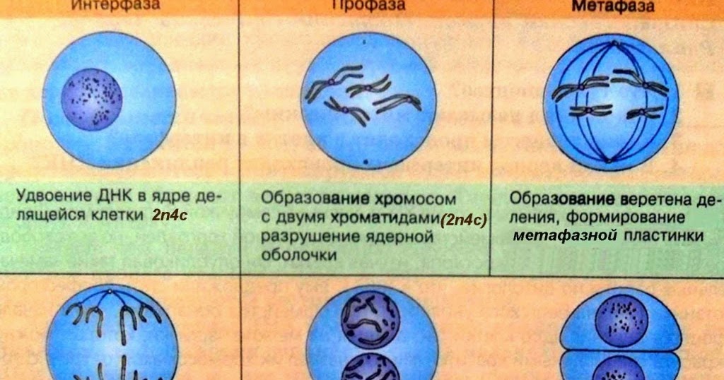 удвоение днк начало профазы первого деления. удвоение днк начало профазы первого деления. митоз фазы и процессы таблица. деление клетки амитоз митоз мейоз. фазы деления клетки интерфаза.