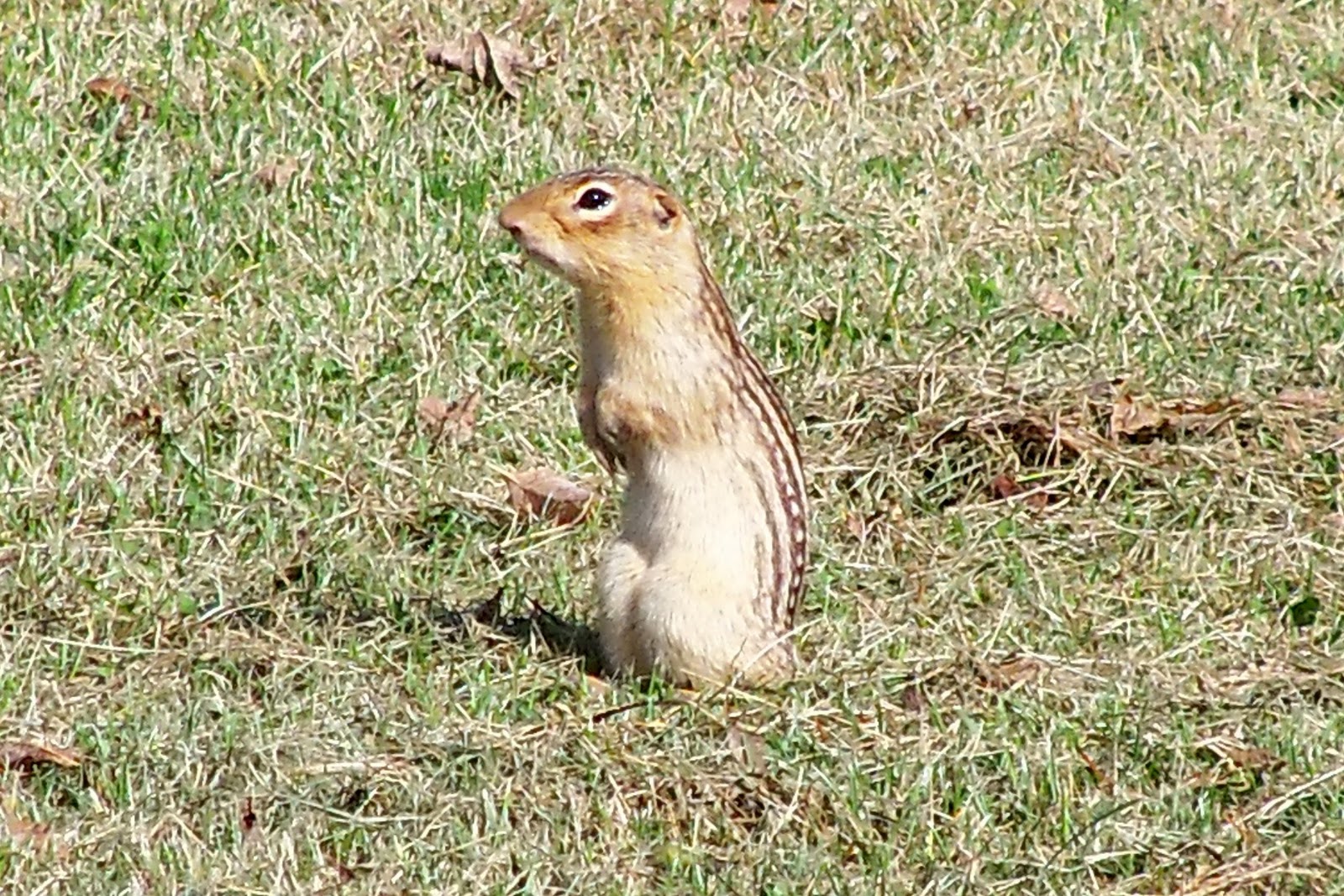 Let's go gophering...images of a 13 Lined Ground Squirrel