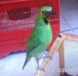 Cara Memilih Cucak Ijo Jantan Muda Leher Kuning dan Trotol | Kicau